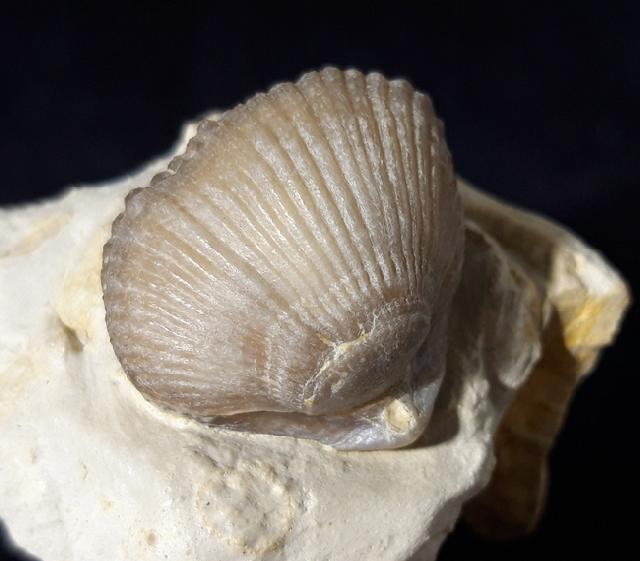 Cyclothyris globosa (ARNAUD 1872) - Bild © FossNet FossilienStore
